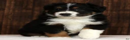 Miniature Australian Shepherd dogs for sale: Flash - Ad 2