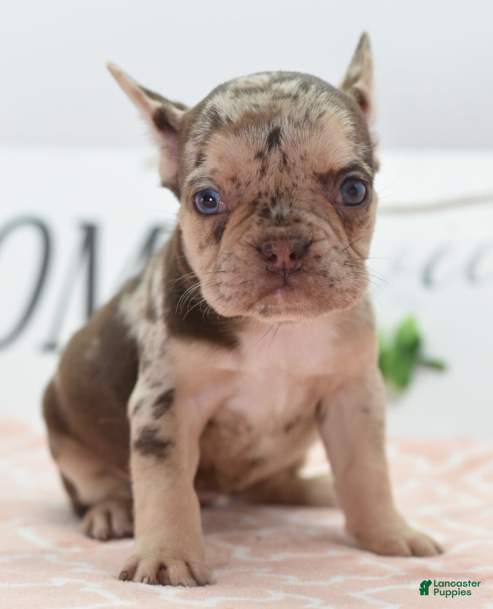 Mixed Breed dogs Pumpkin spice  - Ad 2
