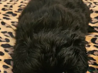 Pekingese dogs Pekingese Puppy 1 - Ad 3