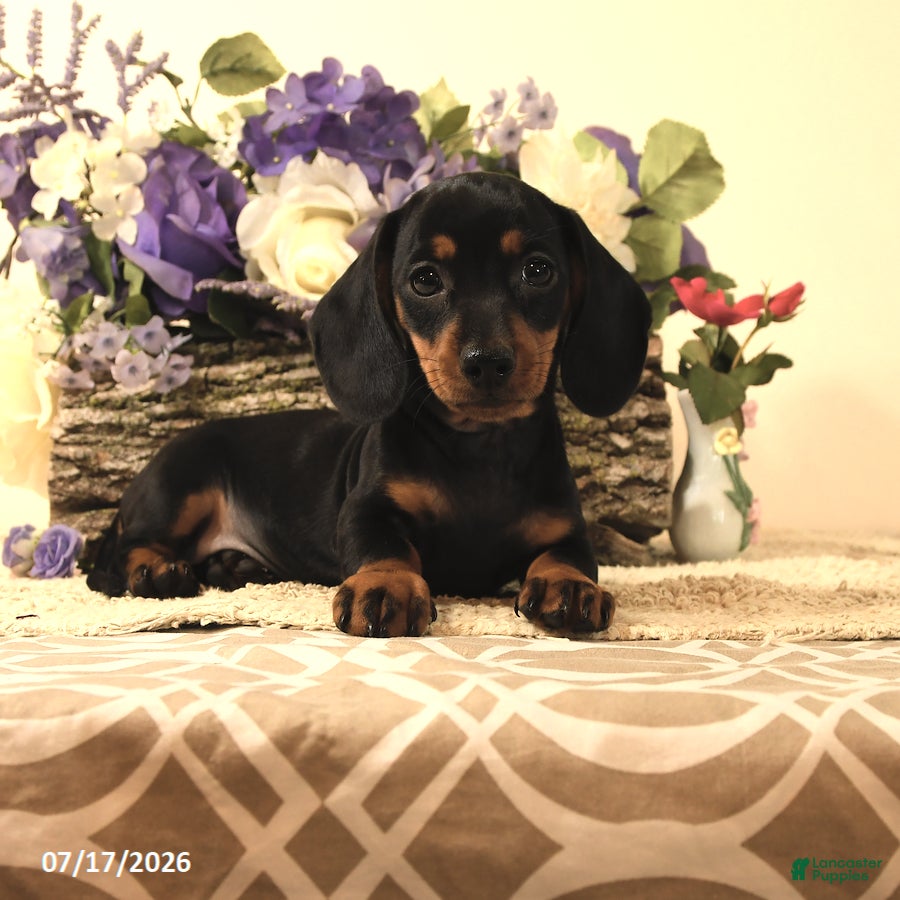Miniature Dachshund dogs Daisy - Ad 2