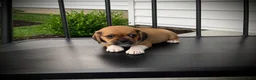 Puggle dogs for sale: Sawyer  - Ad 6