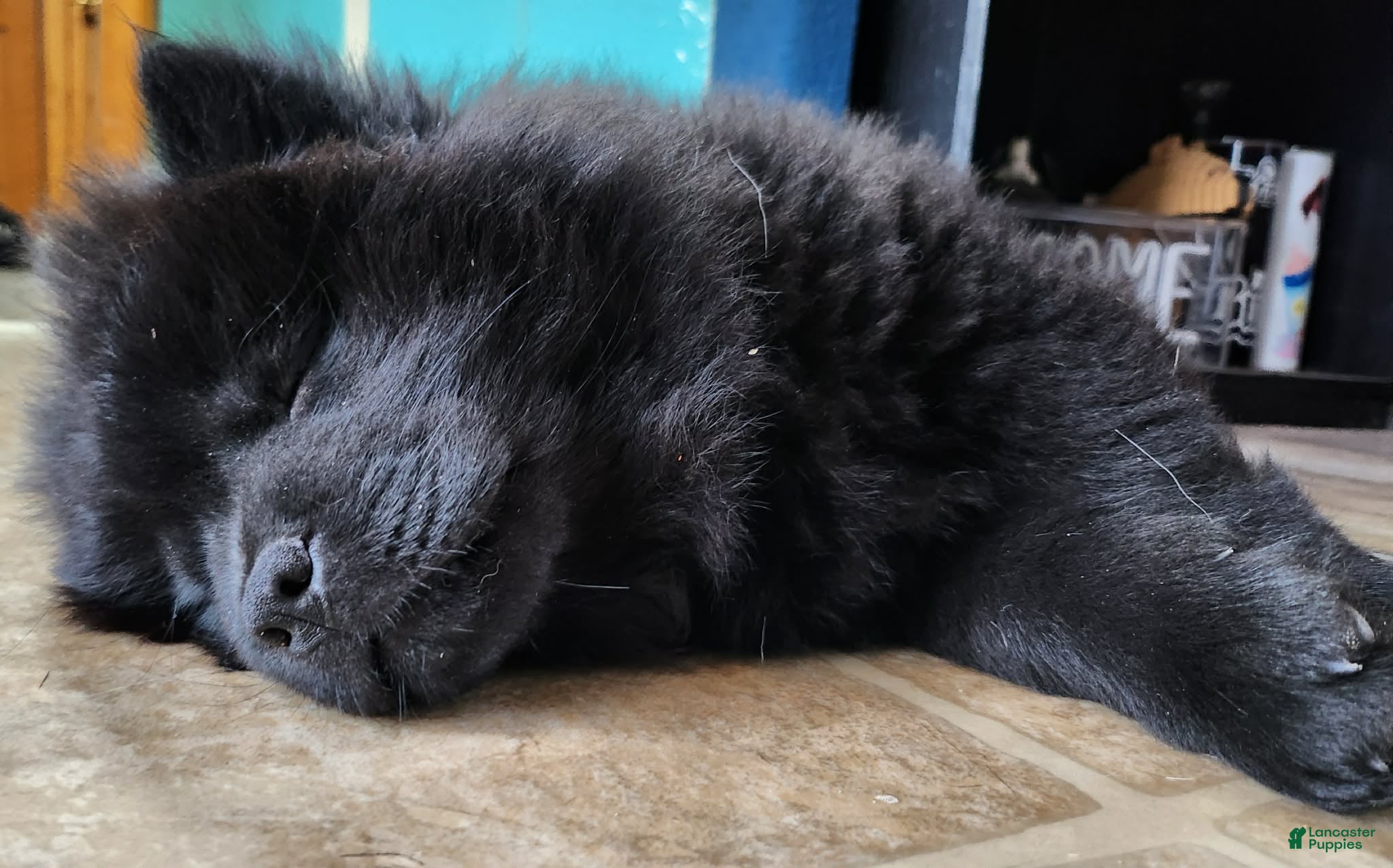 Chow Chow dogs Cookie - Ad 2