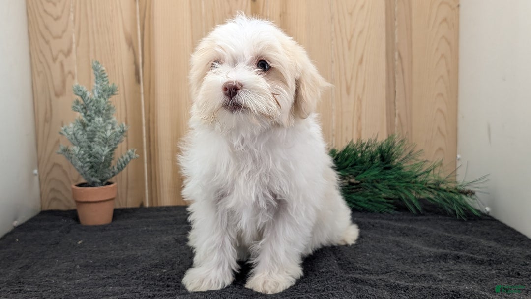 Havanese dogs for sale: Macy - Ad 2