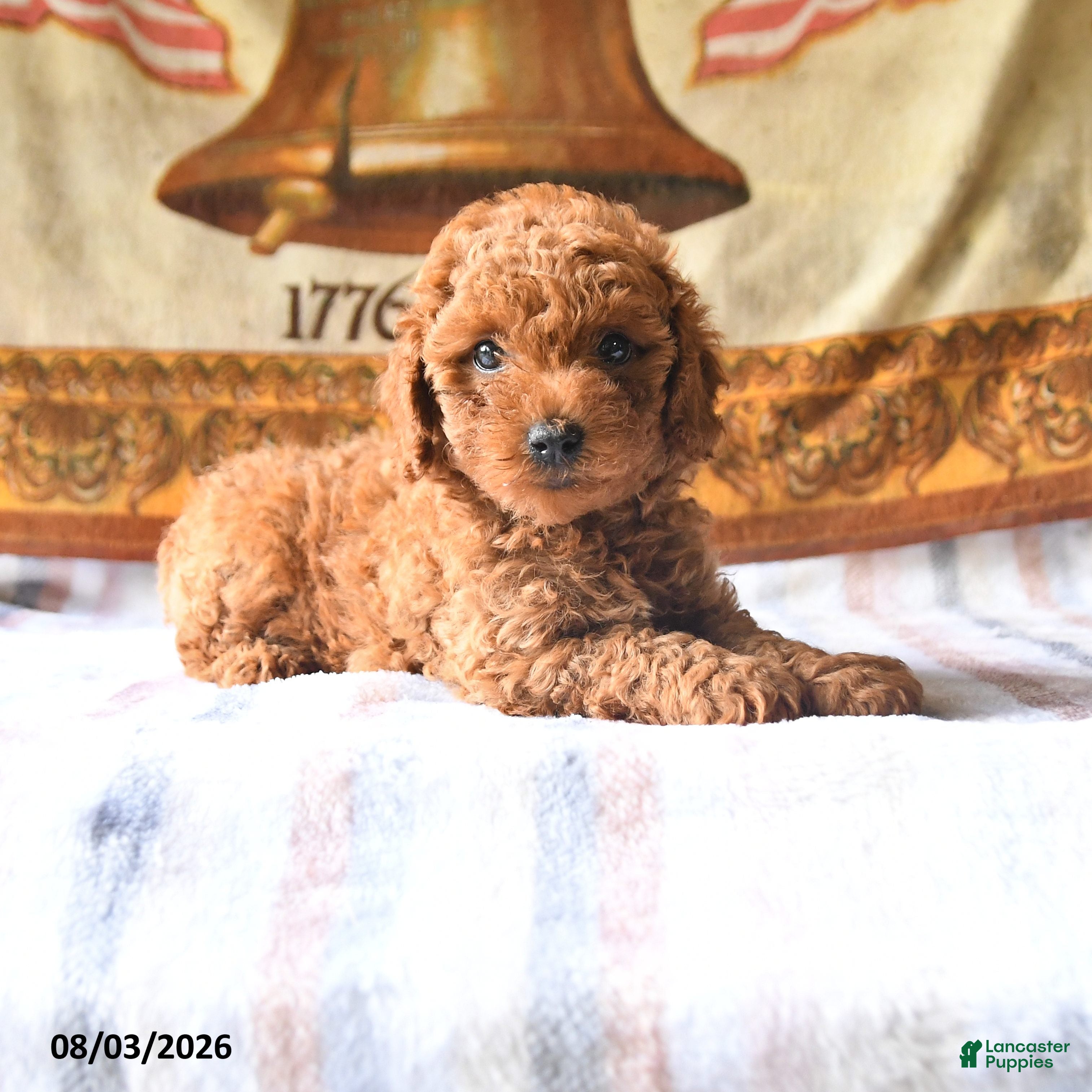 Toy Poodle dogs Abby - Ad 1