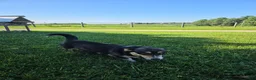 Mixed Breed dogs for sale: Sparkle - Ad 8