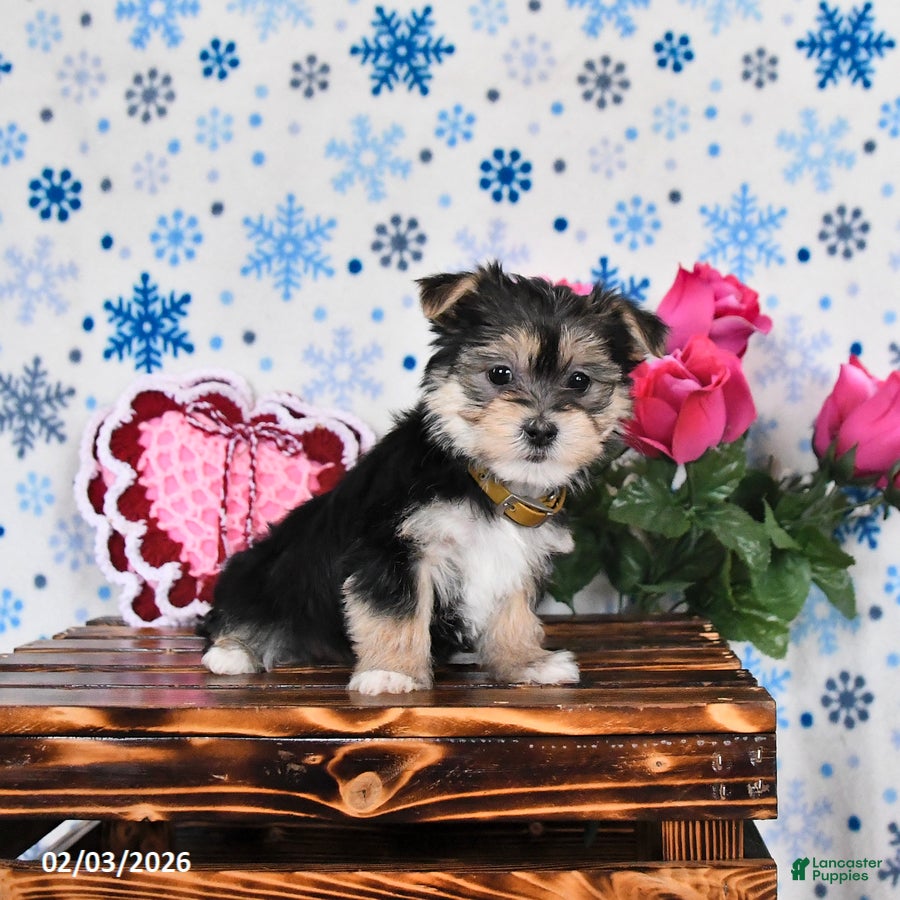 Morkie dogs Mandy - Ad 2