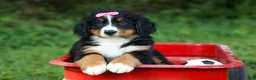 Bernese Mountain Dog dogs for sale: SALLY - Ad 6