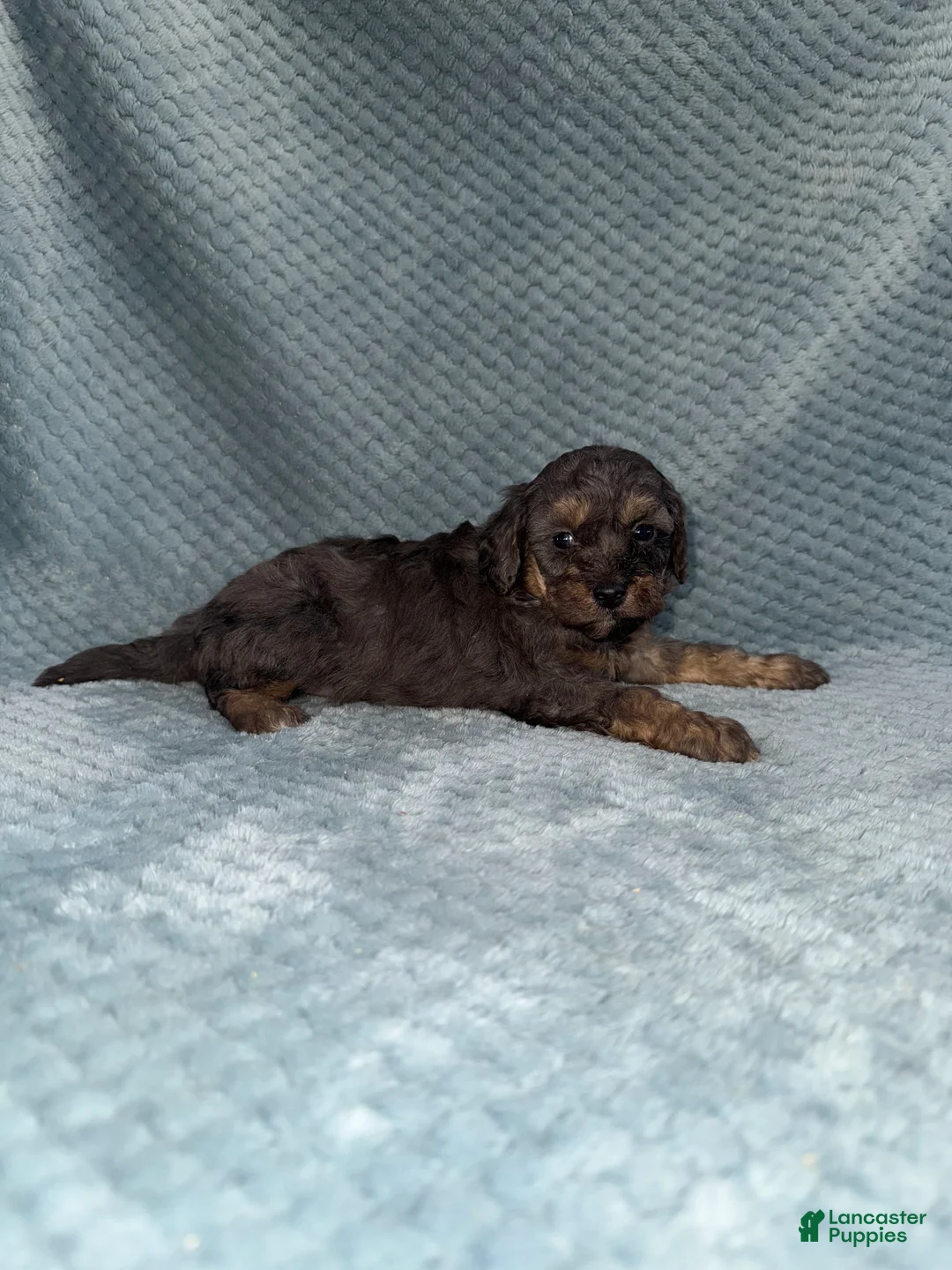 Cavapoo dogs for sale: Cavapoo Puppy 1 - Ad 8