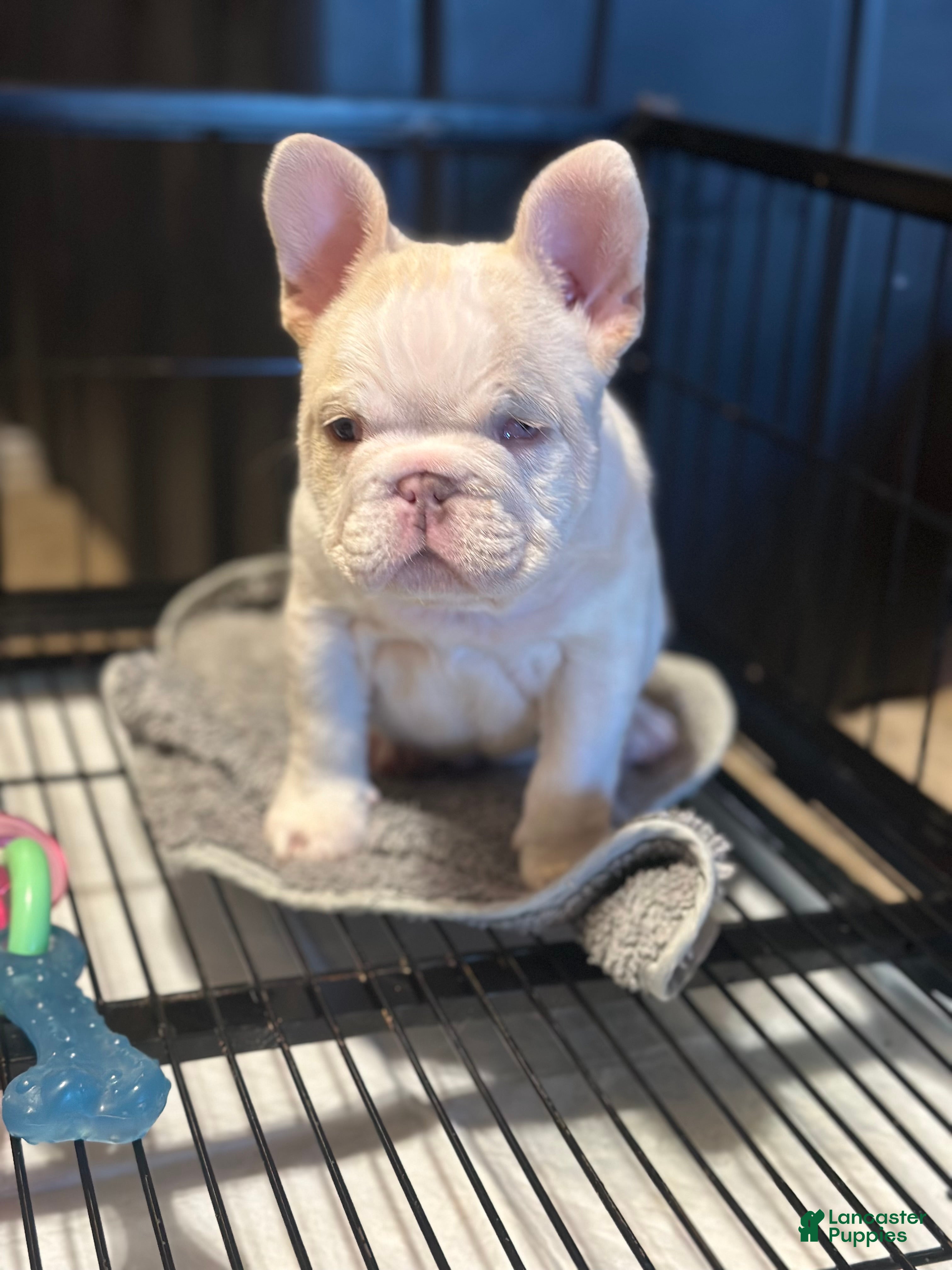 French Bulldog dogs French Bulldog Puppy 1 - Ad 1