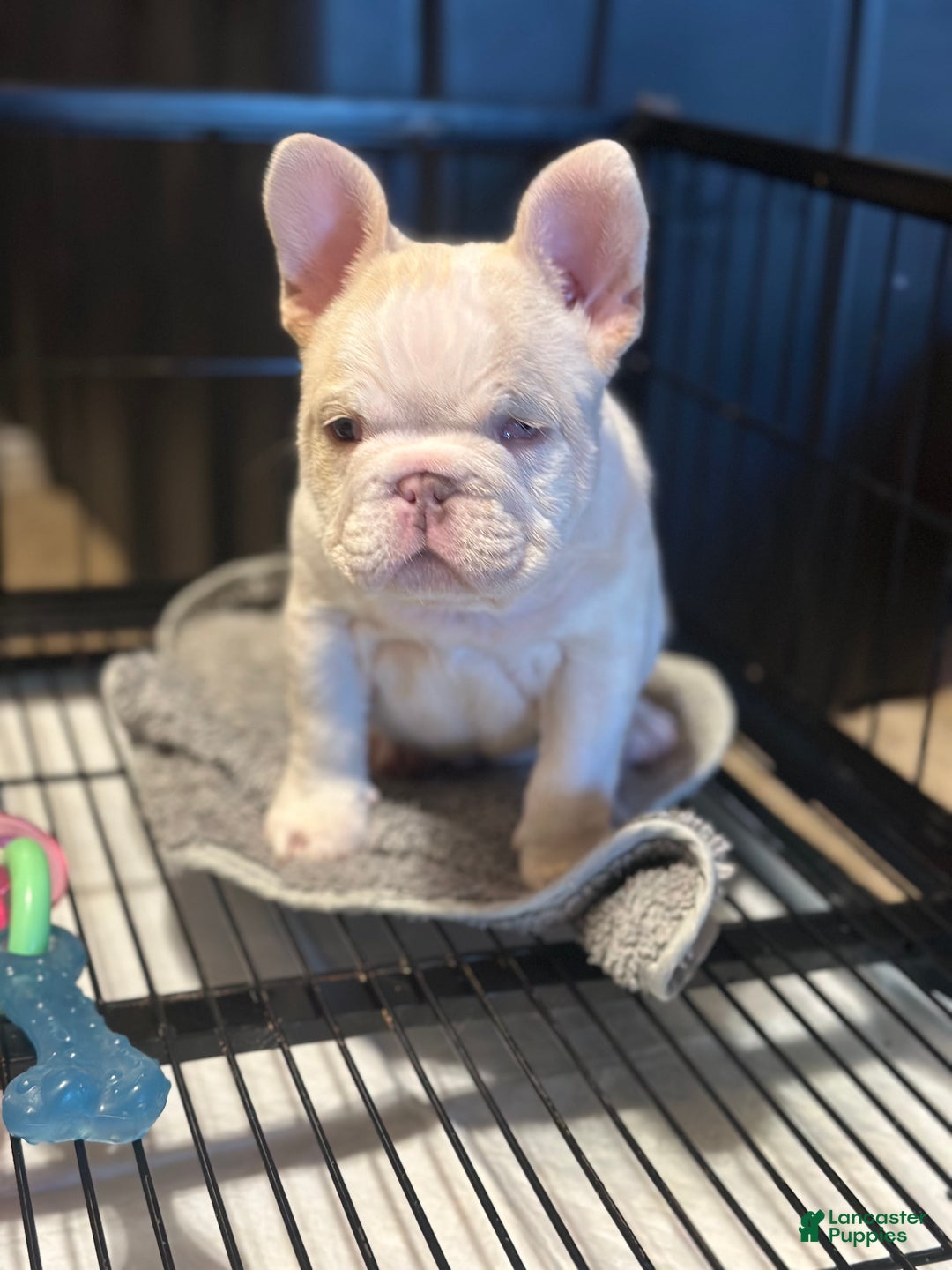 French Bulldog dogs for sale: French Bulldog Puppy 1 - Ad 1