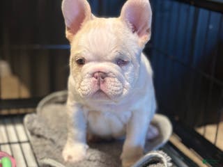 French Bulldog dogs French Bulldog Puppy 1 - Ad 31