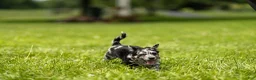 Chihuahua dogs for sale: Ryder Chihuahua Puppy  - Ad 8