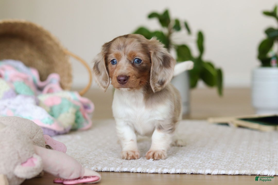 Miniature Dachshund dogs for sale: Skye - Ad 15