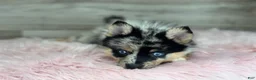 Pomsky dogs for sale: Savannah - Ad 1
