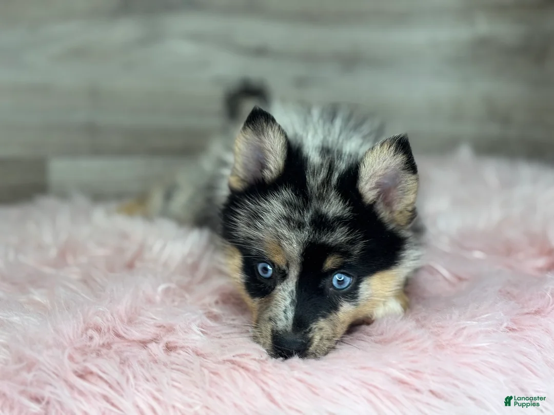Pomsky dogs for sale: Savannah - Ad 1