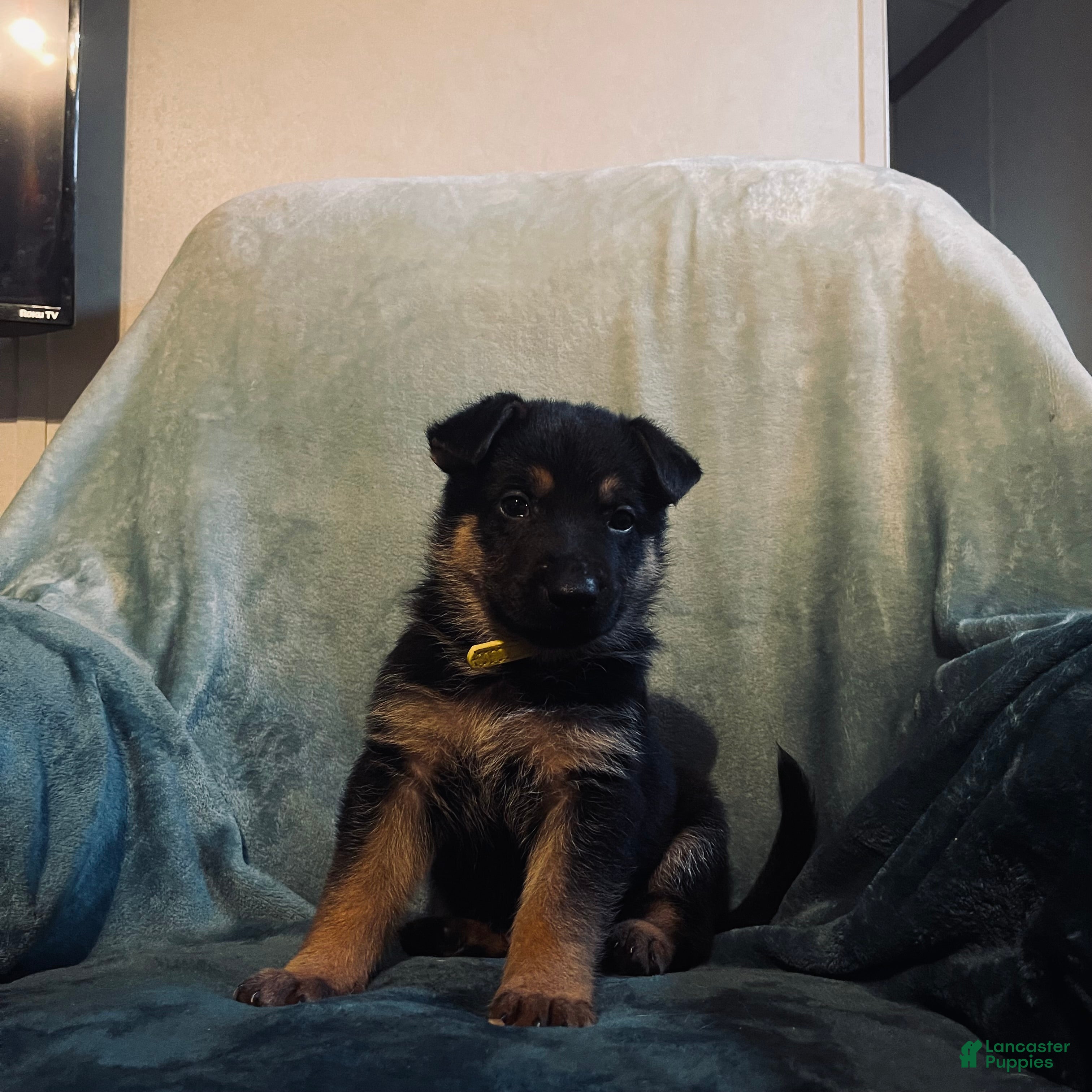 Golden Shepherd dogs Golden Shepherd Puppy 4 yellow 2 - Ad 1