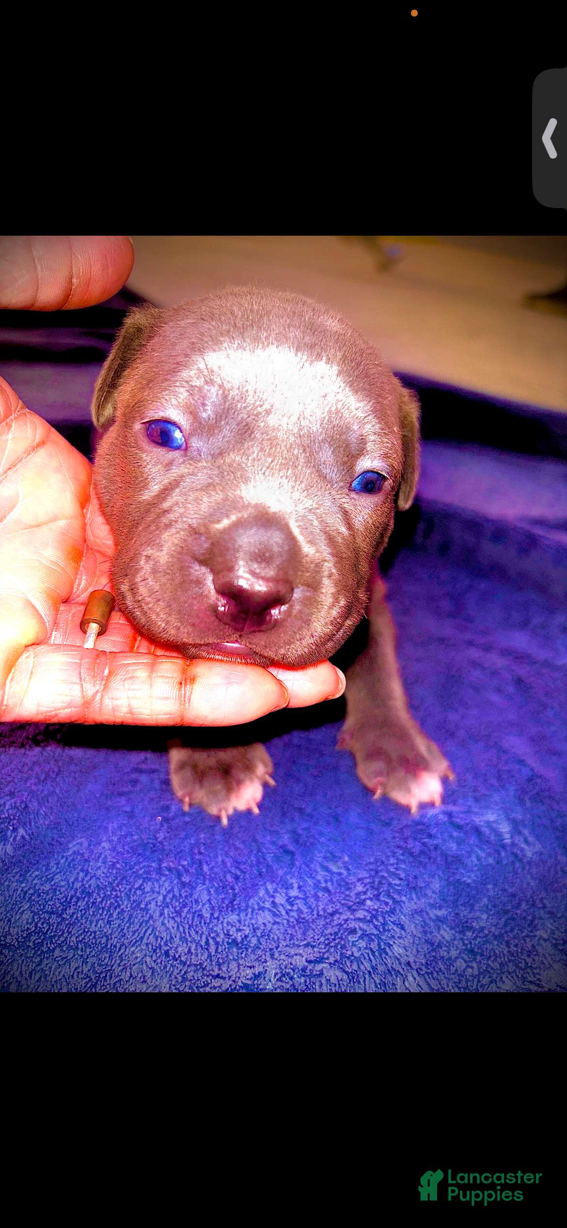 American Bully dogs American Bully 4 - Ad 25