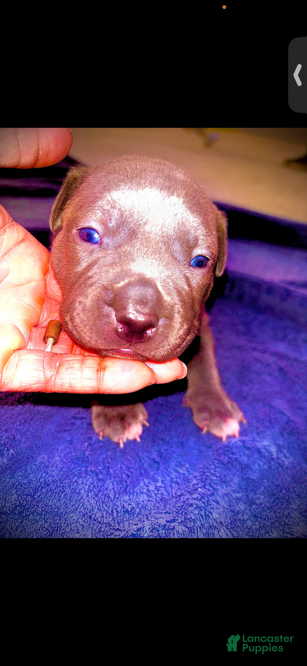 American Bully dogs for sale: American Bully 4 - Ad 1