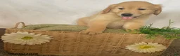 Golden Retriever dogs for sale: Candy - Ad 4