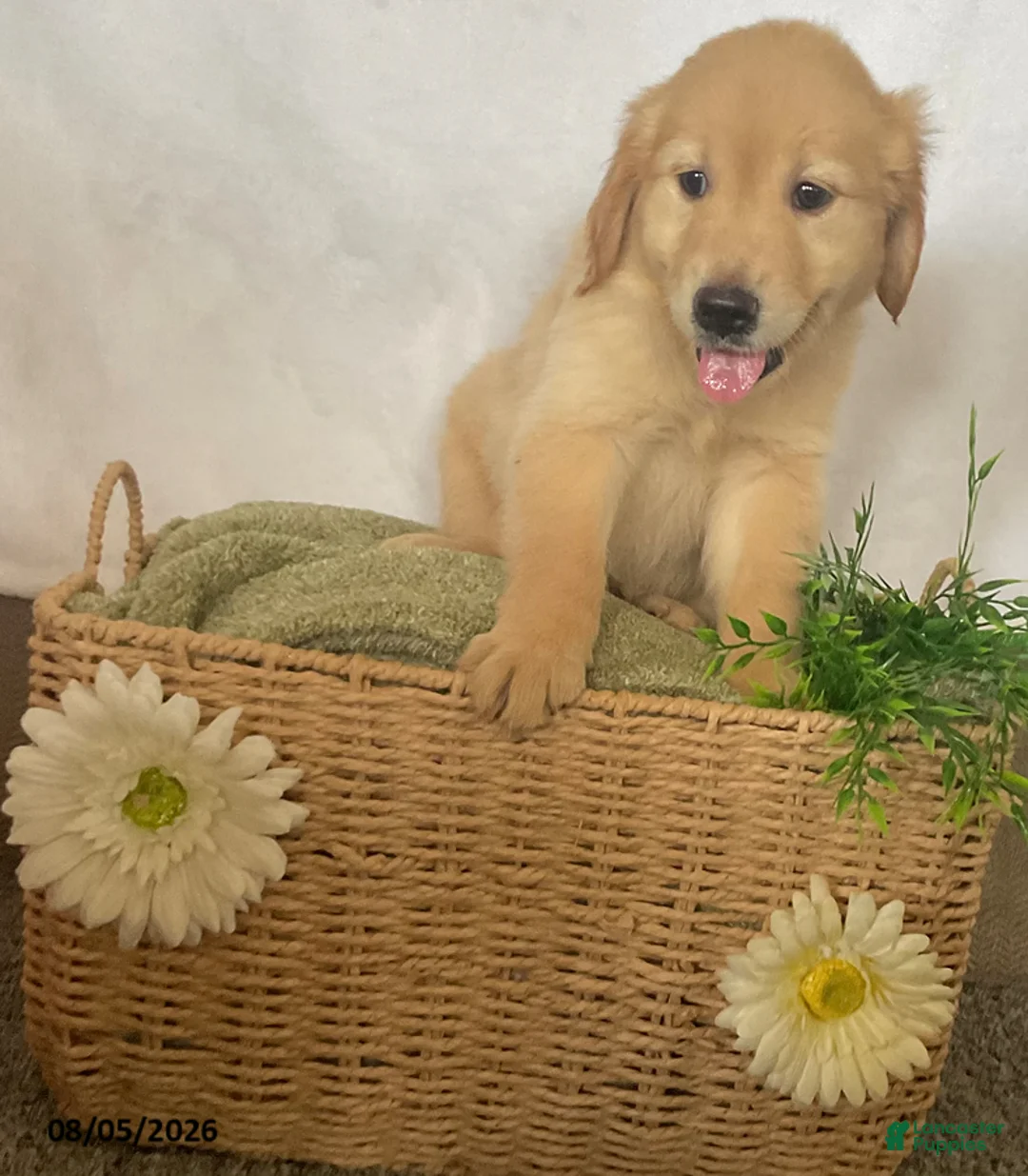 Golden Retriever dogs for sale: Candy - Ad 4