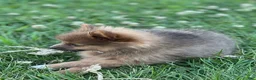 Pomeranian dogs for sale: Pip - Ad 5