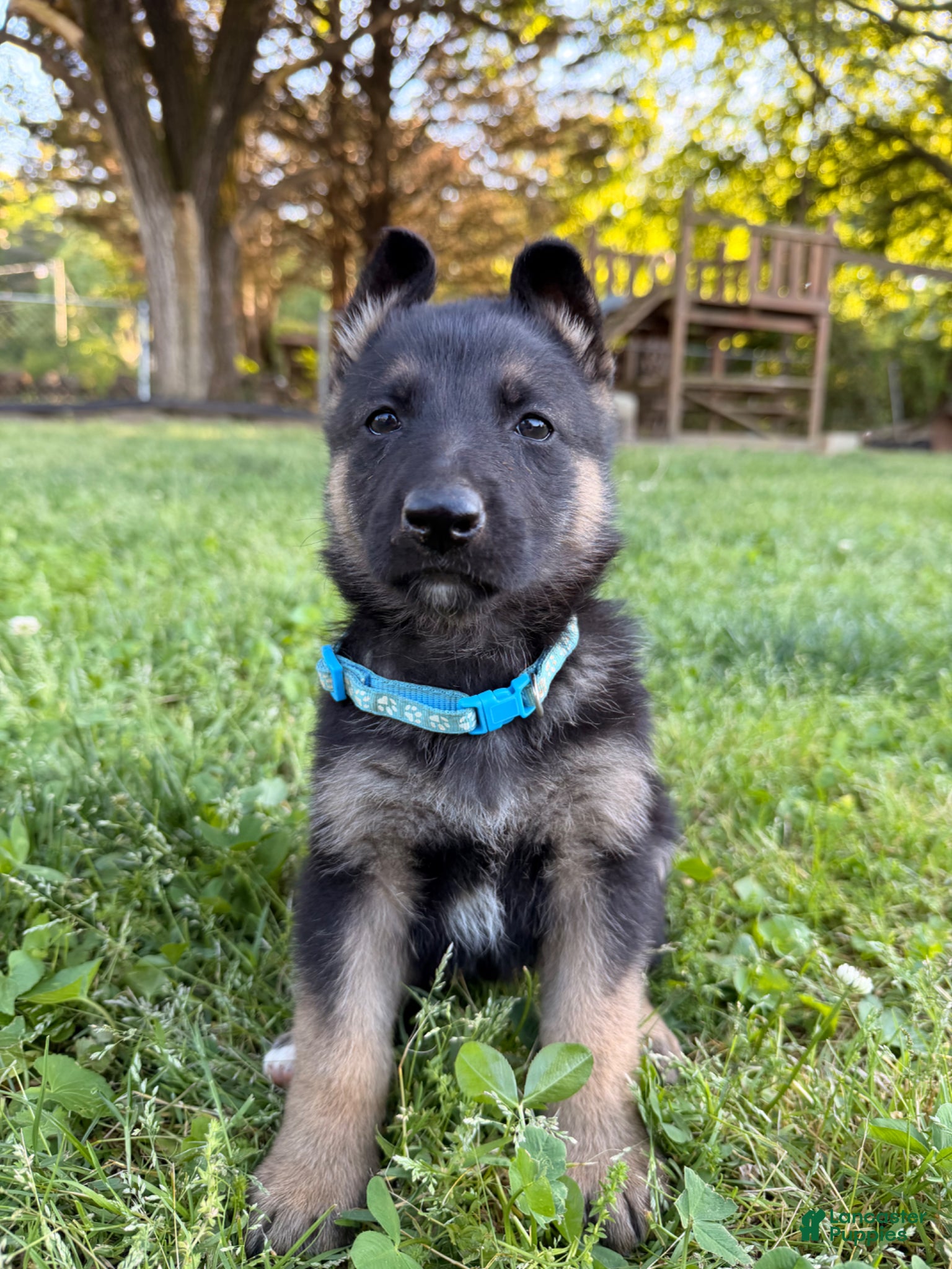 German Shepherd dogs Light Blue - Ad 39