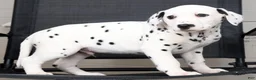 Dalmatian dogs for sale: Rufus - Ad 7