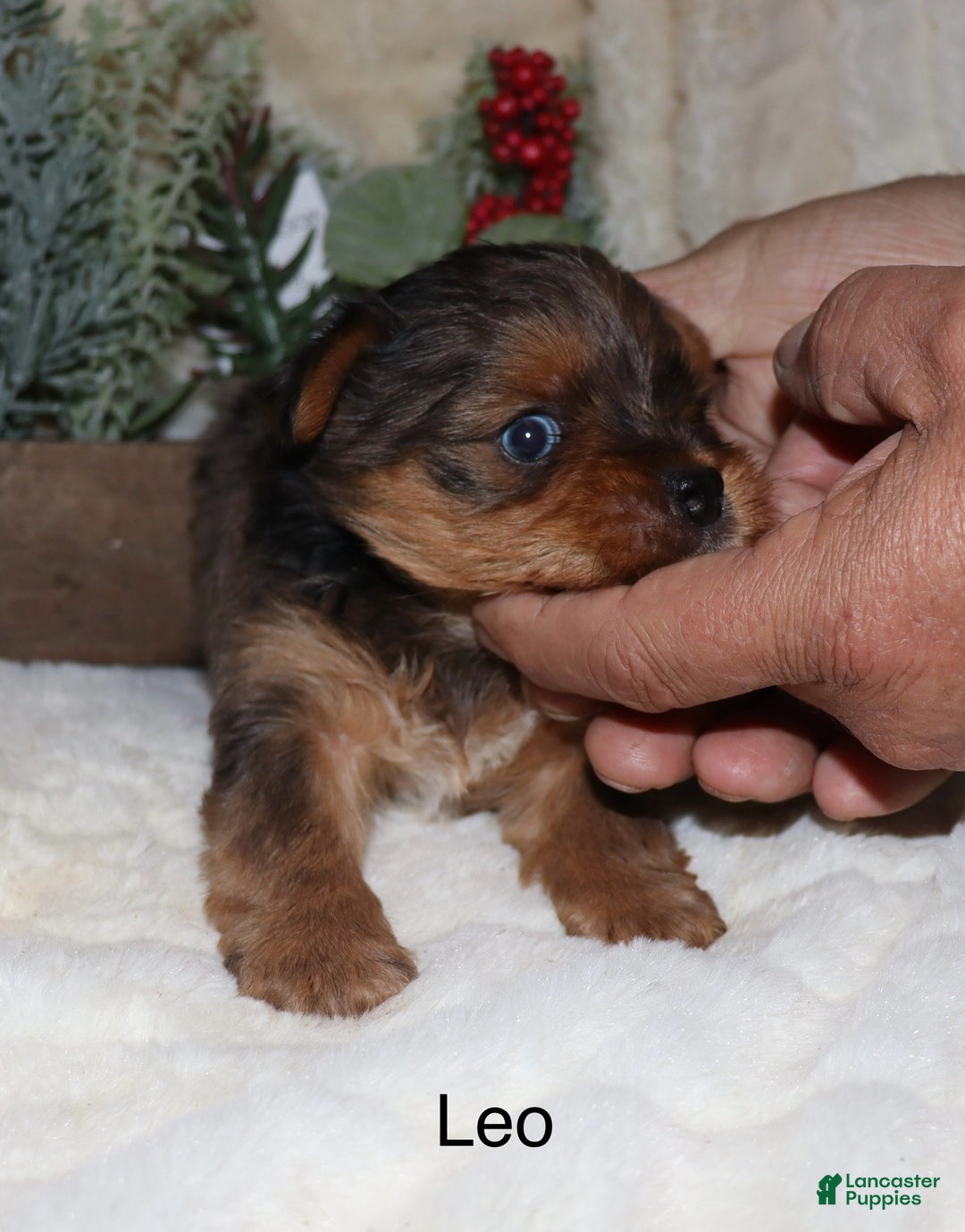 Yorkshire Terrier dogs for sale: Leo - Ad 3