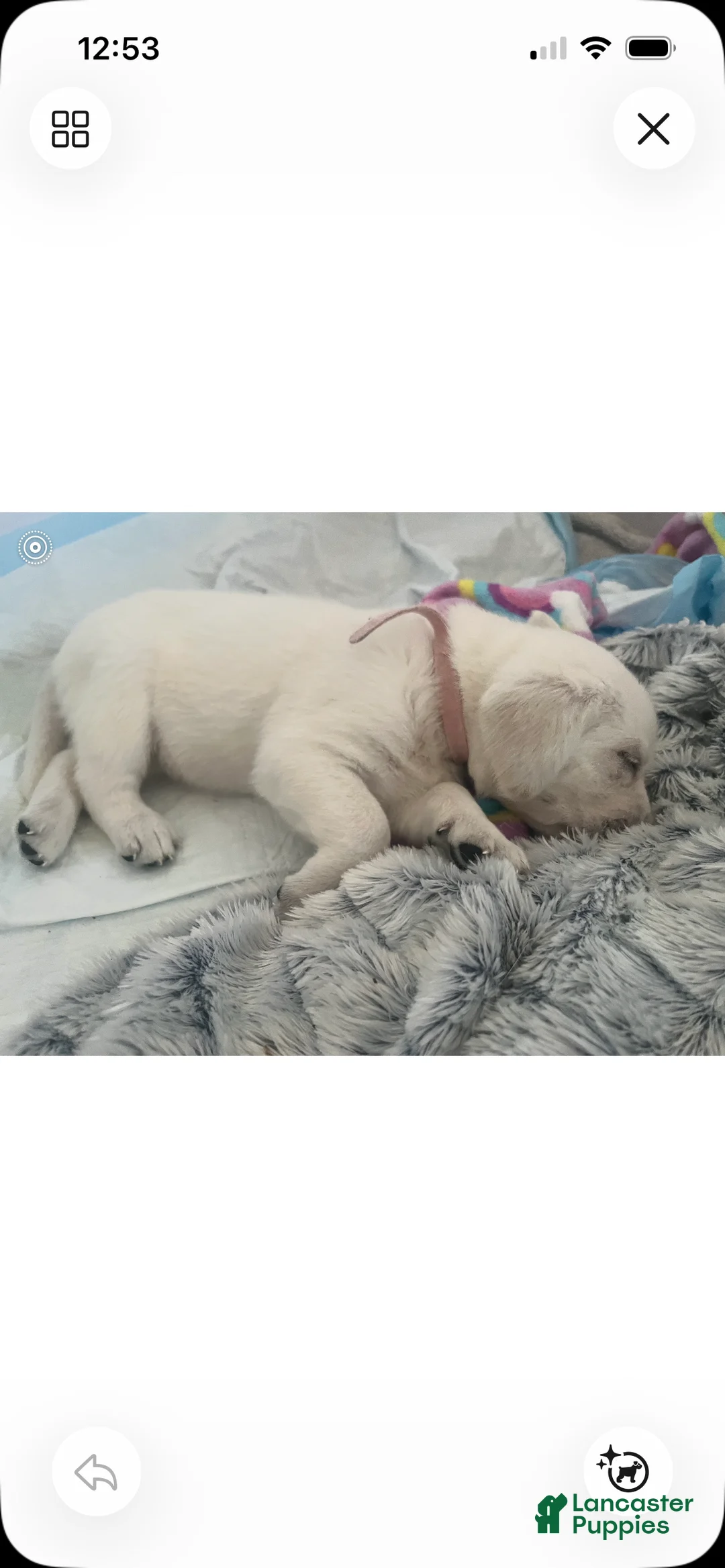 Labrador Retriever dogs for sale: Labrador Retriever Puppy 7 - Ad 1