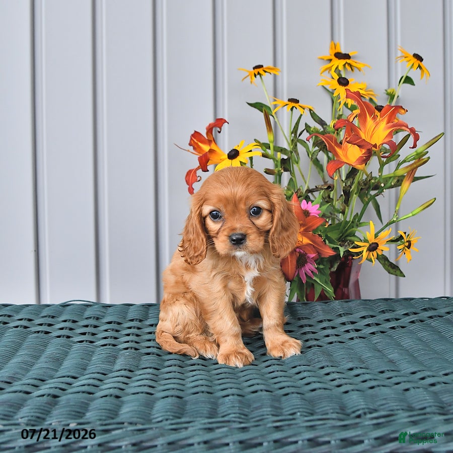 Cavalier King Charles Spaniel dogs Kaiser - Ad 1