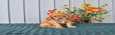 Kaiser