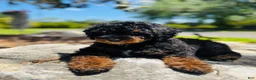 Miniature Poodle dogs for sale: Miniature Poodle Puppy 2 - Ad 3
