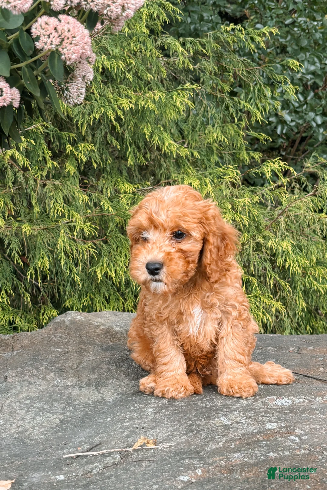 Cavapoo dogs for sale: Diego  - Ad 4