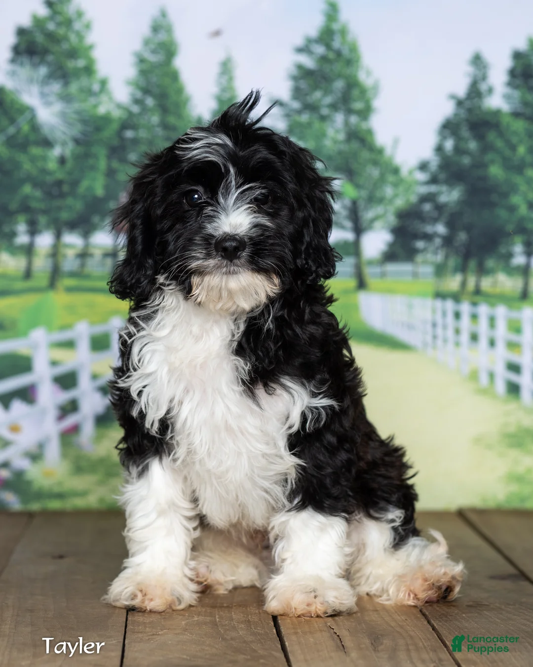 Cavapoo dogs for sale: Taylor - Ad 1