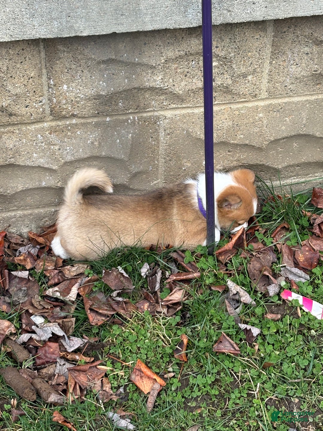 Welsh Corgi Pembroke dogs for sale: Welsh Corgi Pembroke Puppy 2 - Ad 5