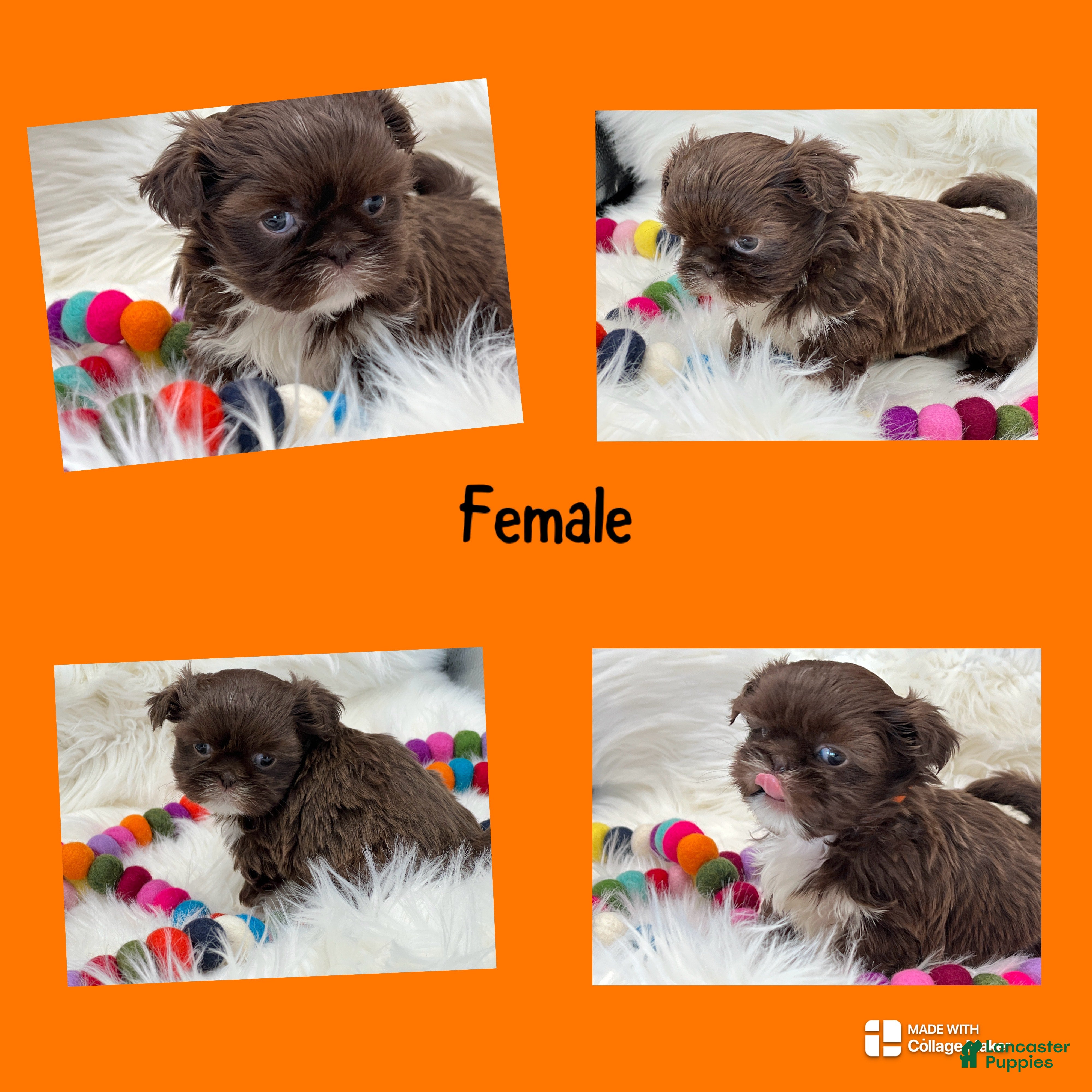 Shih Tzu dogs Nany - Ad 3