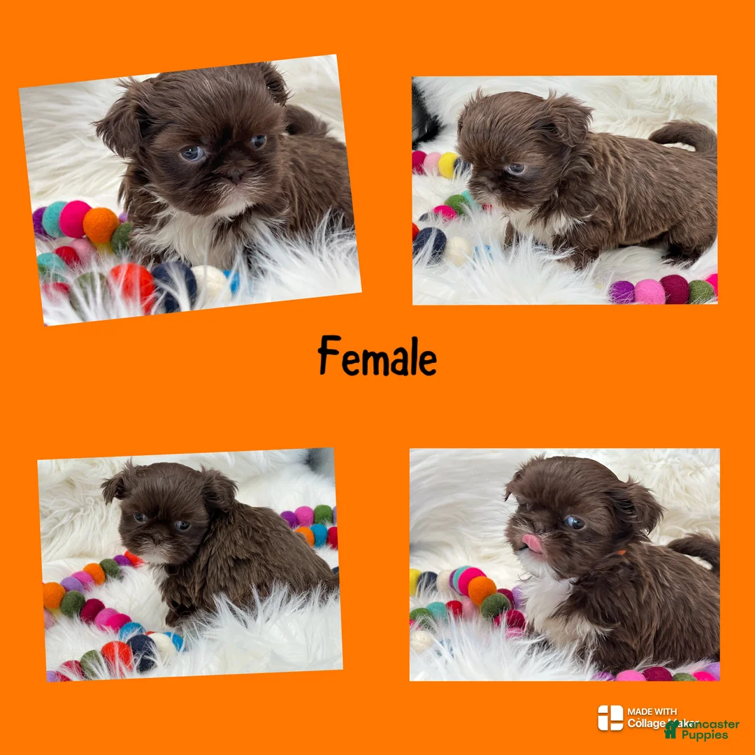 Shih Tzu dogs for sale: Nany - Ad 1