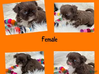 Shih Tzu dogs Nany - Ad 3