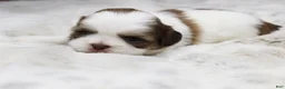 Shih Tzu dogs for sale: Lilly - Ad 3