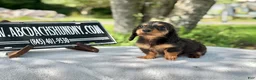 Miniature Dachshund dogs for sale: Russian AKC dapple Lh girl - Ad 3