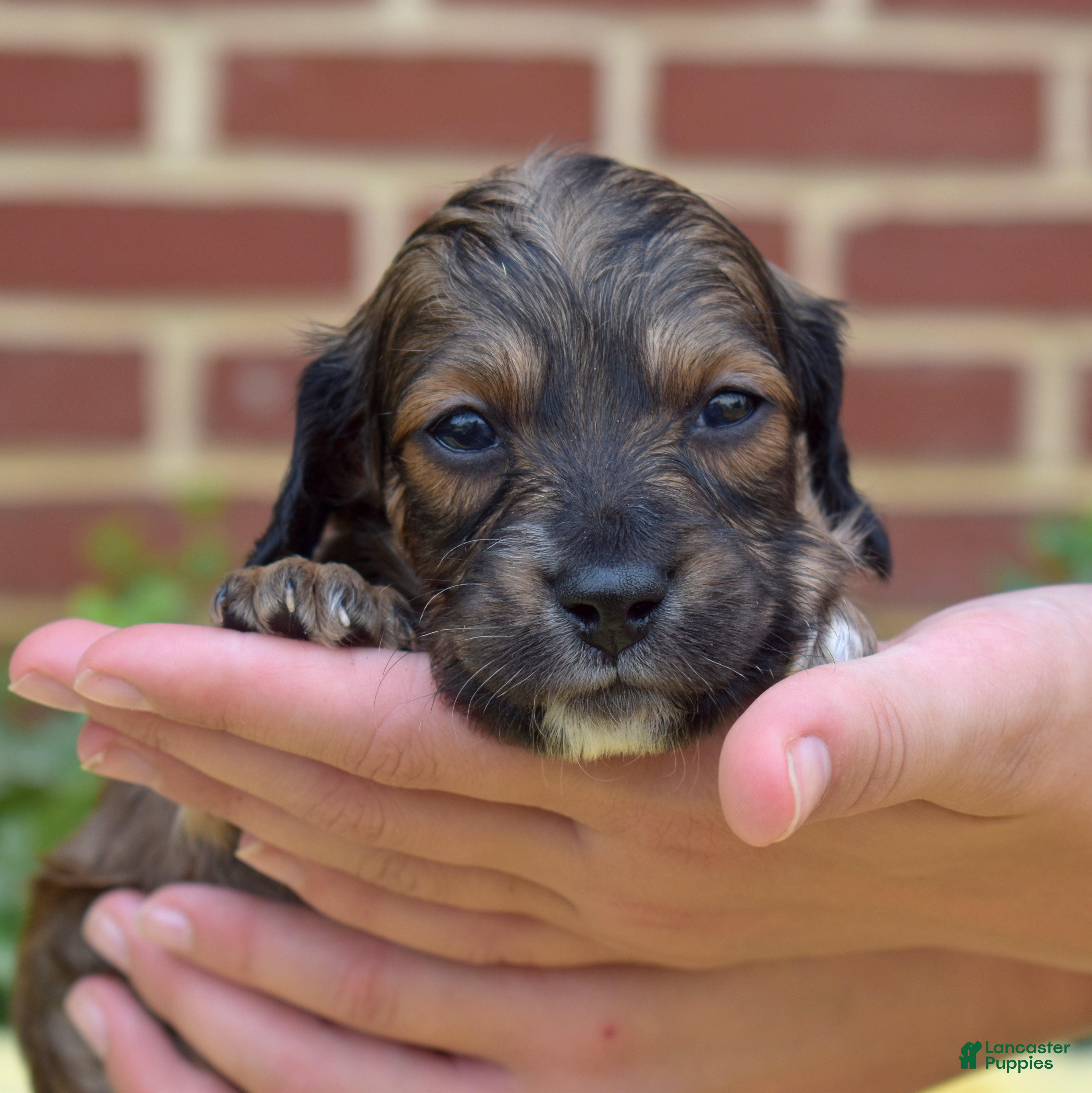 Miniature Dachshund dogs Camper  - Ad 1