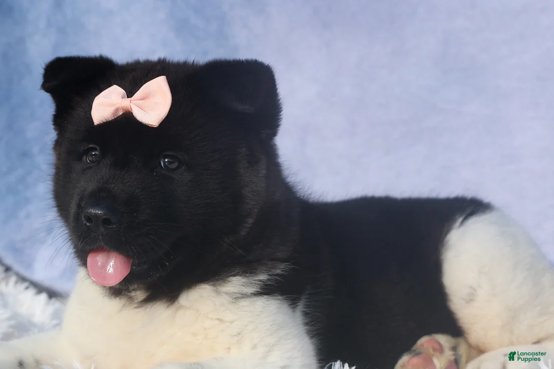 Akita dogs for sale: Olive - Ad 12