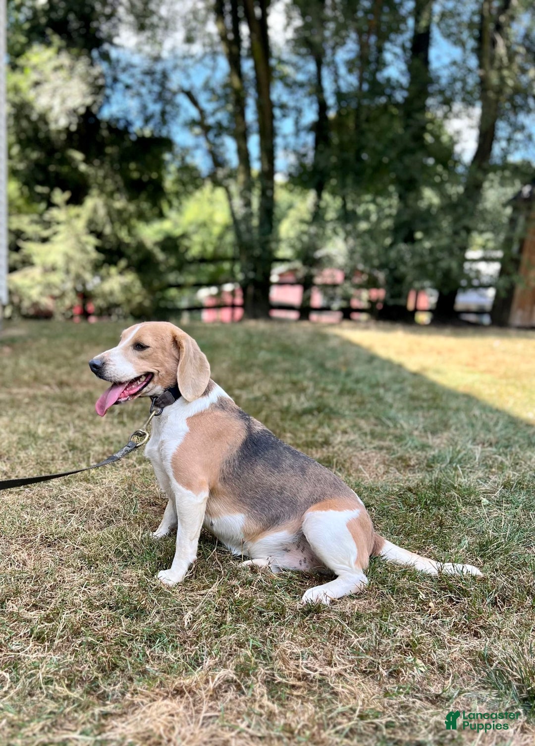 Beagle dogs for sale: Daisy - Ad 4
