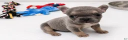 French Bulldog dogs for sale: 😍Ivy- Blue AKC French Bulldog Female | Ready Now! - Ad 11
