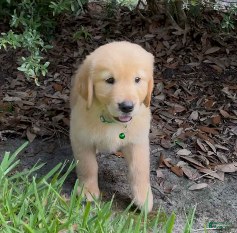 Golden Retriever dogs Green Female - Ad 10