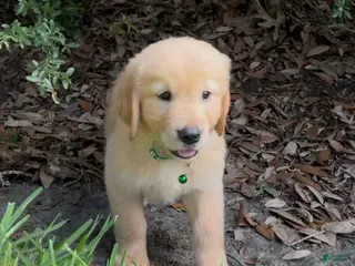 Golden Retriever dogs Green Female - Ad 10