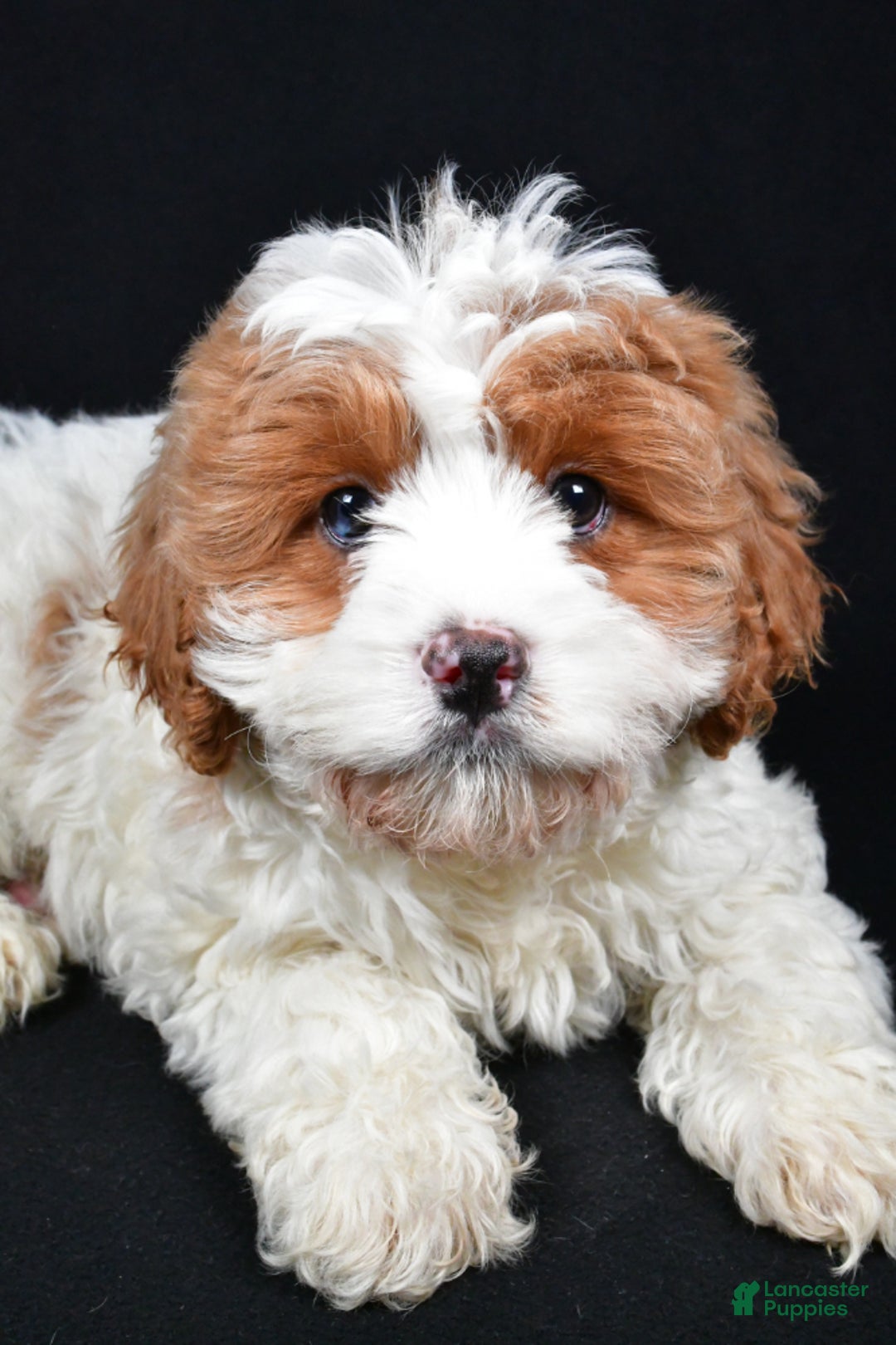 Cavapoo dogs for sale: December - Ad 5