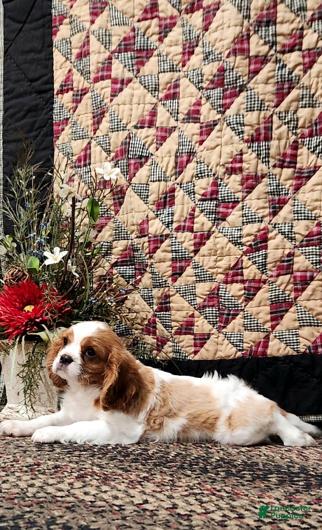 Cavalier King Charles Spaniel dogs for sale: Max - Ad 1