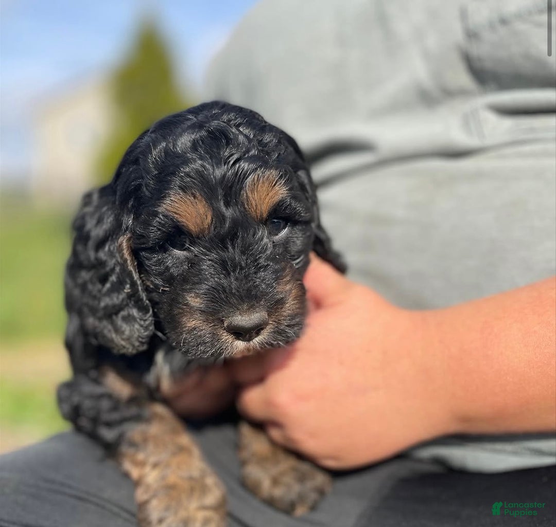 Cockapoo dogs for sale: Socks - Ad 1