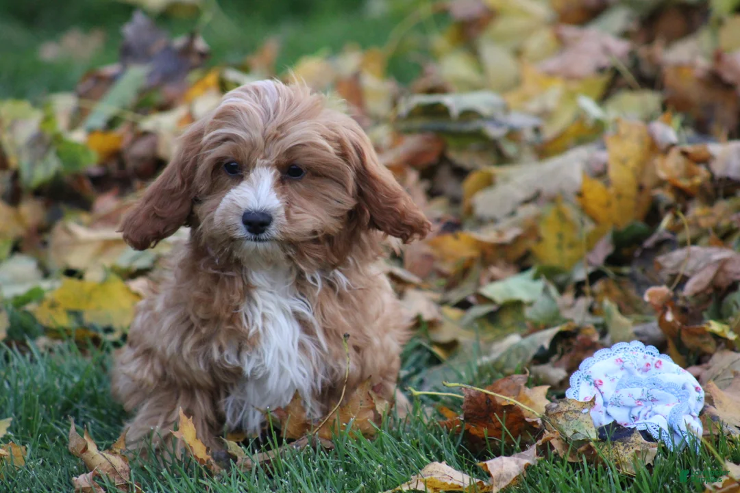 Cavapoo dogs for sale: Silas - Ad 2